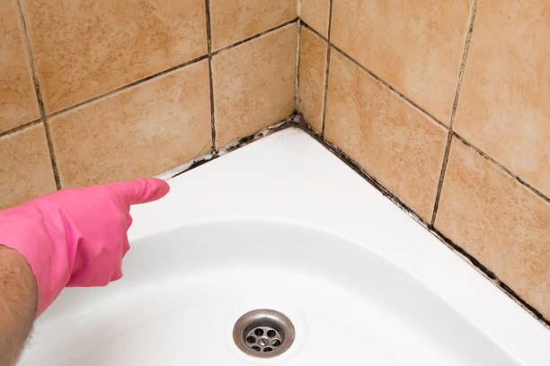 Best Attic Mold Removal  in Glen Cove, NY